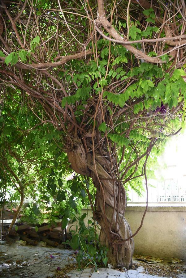 توري كان B&B Al Vecchio Glicine المظهر الخارجي الصورة